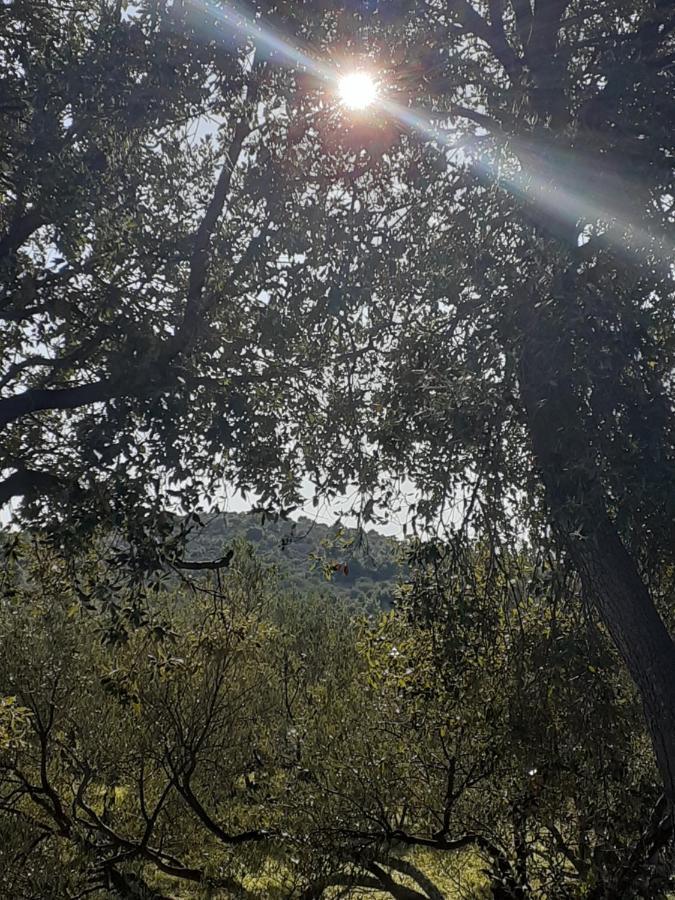Villa Palfi Jezera Eksteriør billede